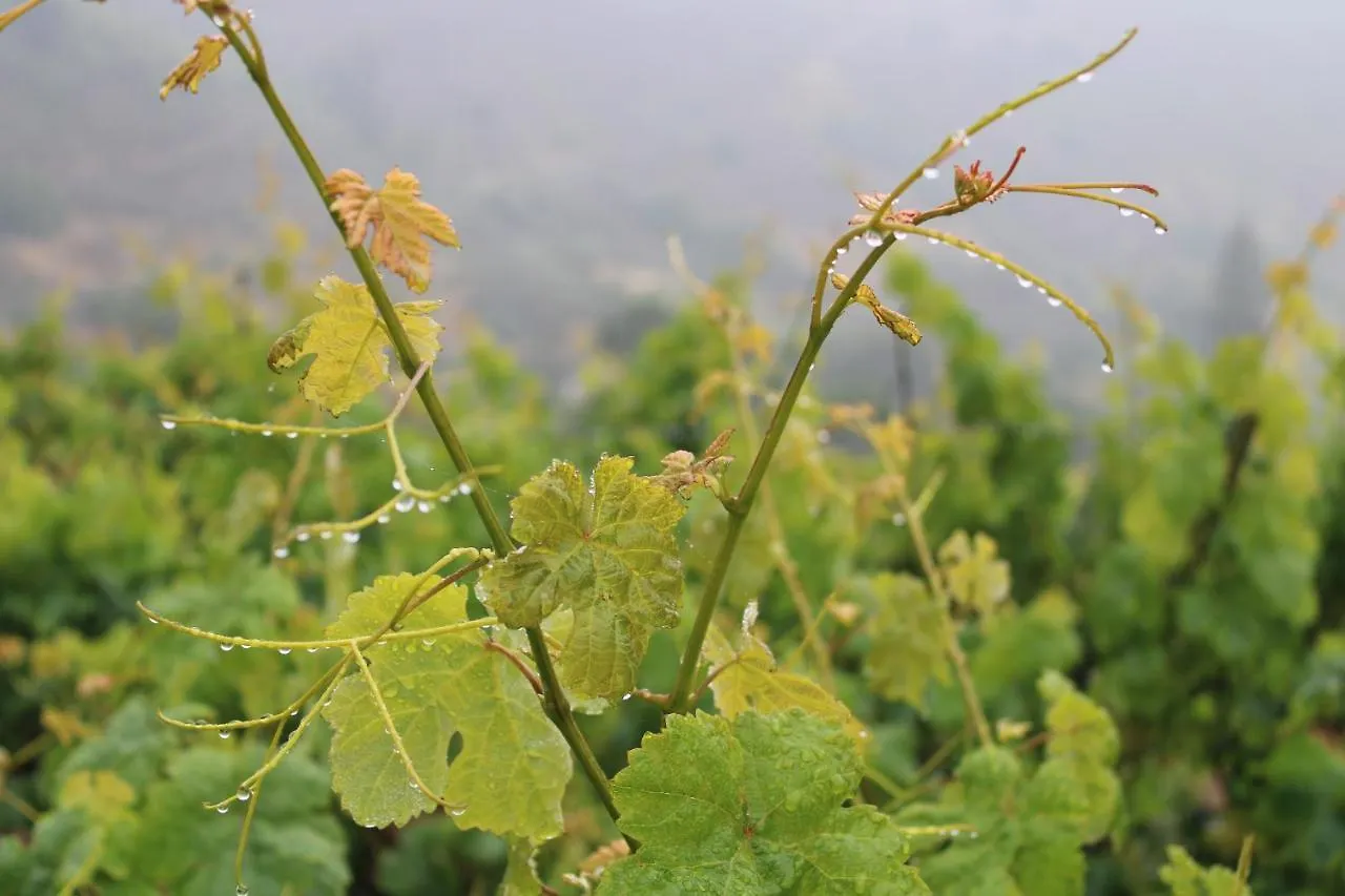 فيلة فيلا لاس بالماس دي غران كاناريافي Finca El Cole إسبانيا